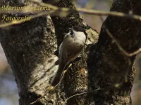 Matkop [Poecile montanus]